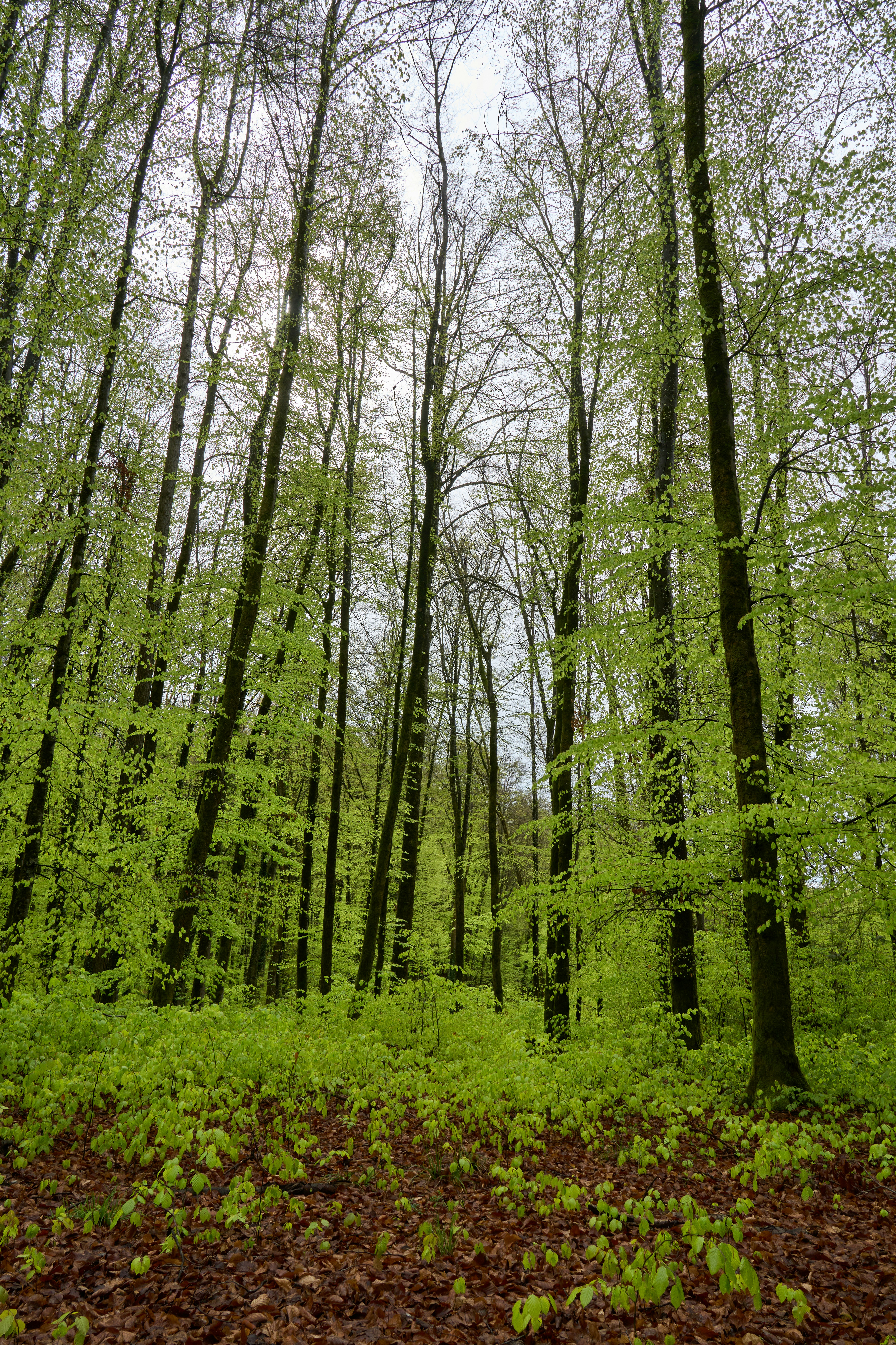 Photo by wolfgang_hasselmann