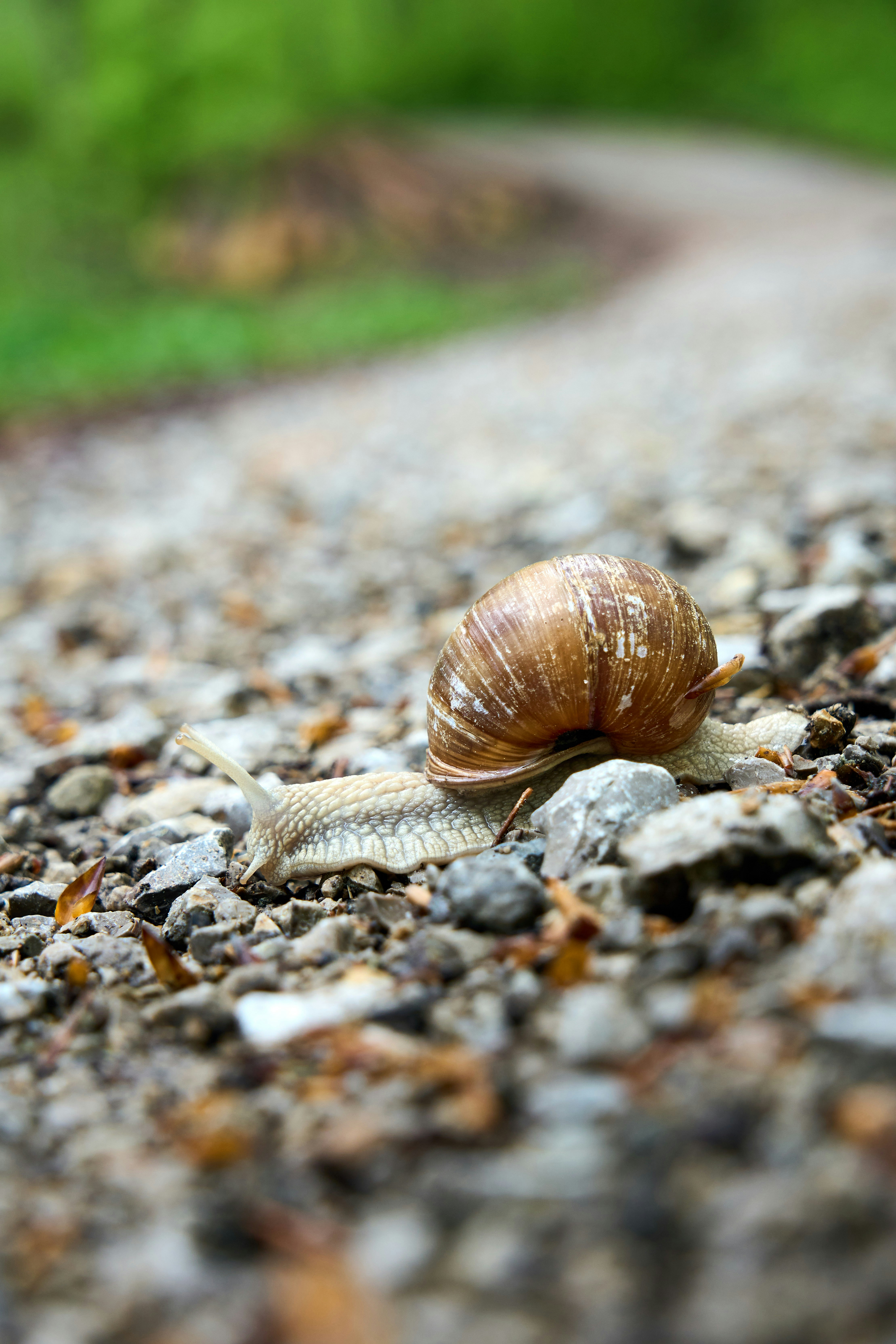 A snail crawling on a gravel road photo Free Animal Image on Unsplash
