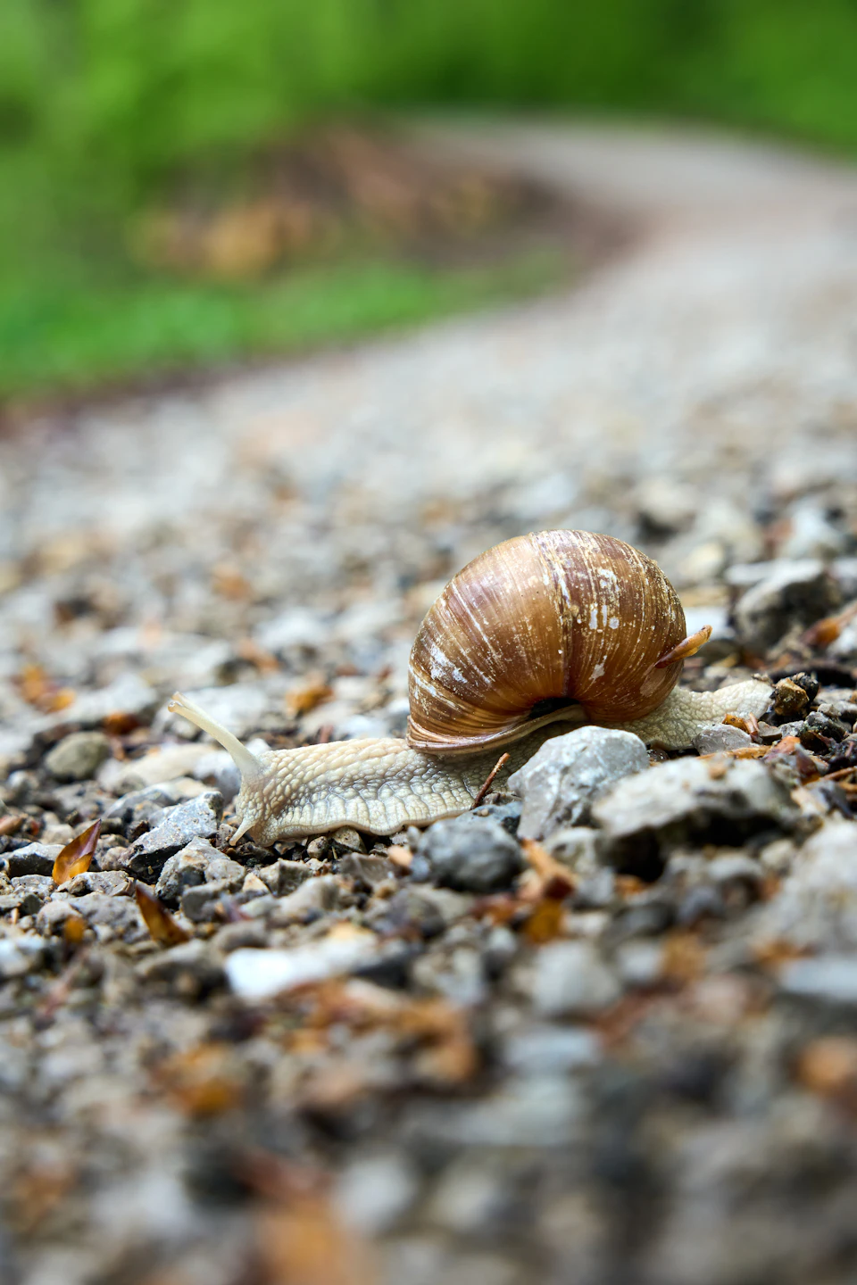The image shows a snail making its way across a gravel path. The snail is brown and white, with a long body that extends from the bottom left corner to the top right corner of the frame. It's positioned on the right side of the image, moving towards the center. The gravel path is situated in an outdoor setting, surrounded by trees and bushes.