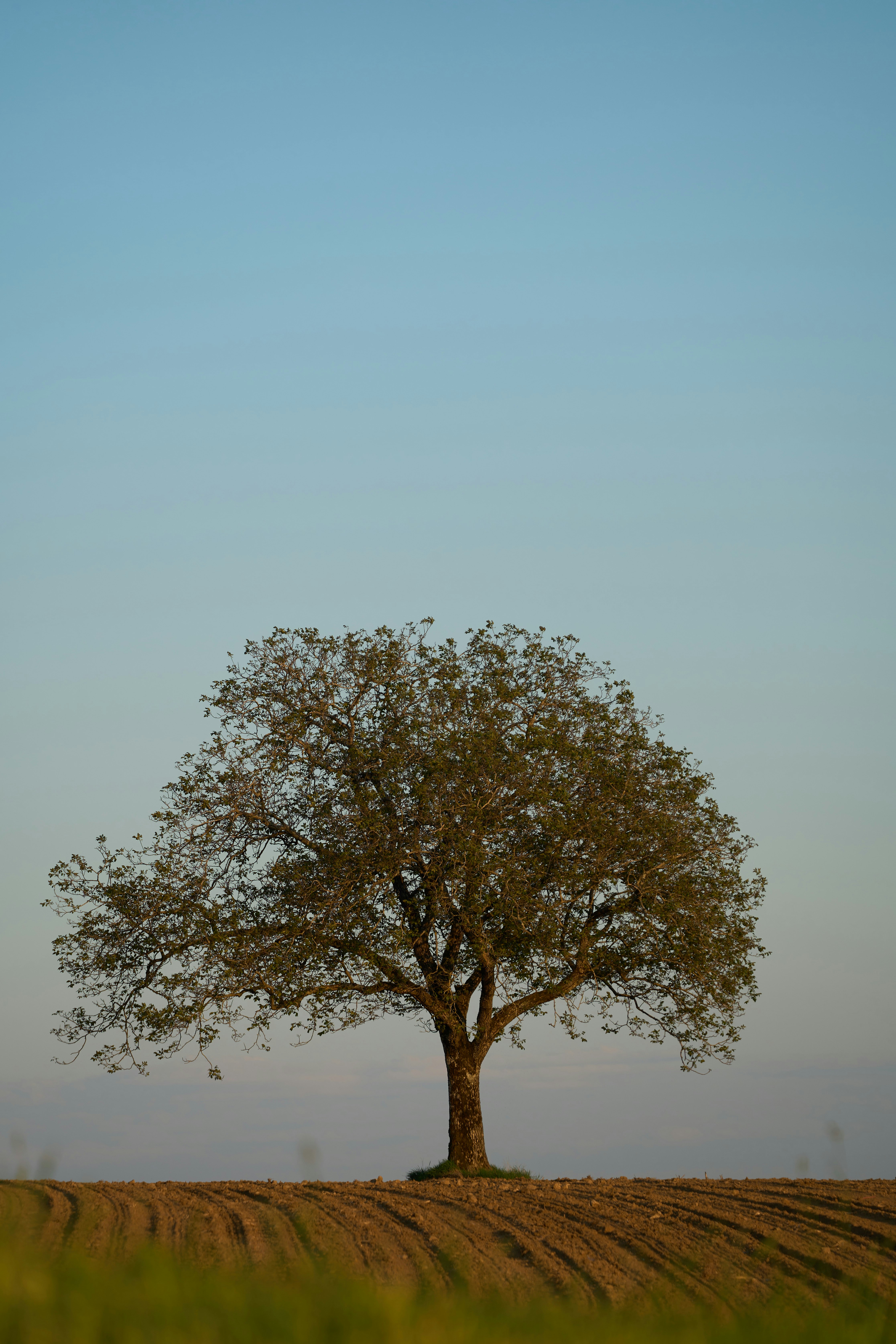 Photo by wolfgang_hasselmann