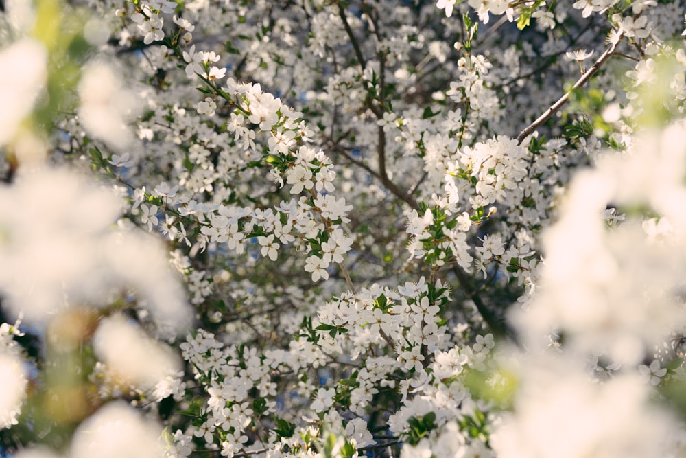 a close up of a tree with white flowers