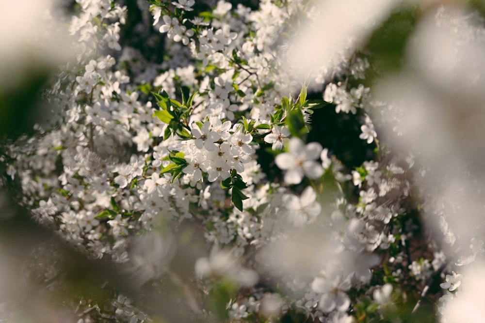 un ramo de flores blancas que están en un árbol