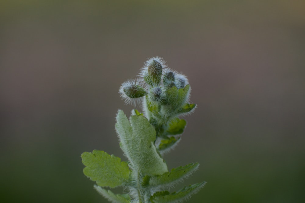 a close up of a green plant with leaves