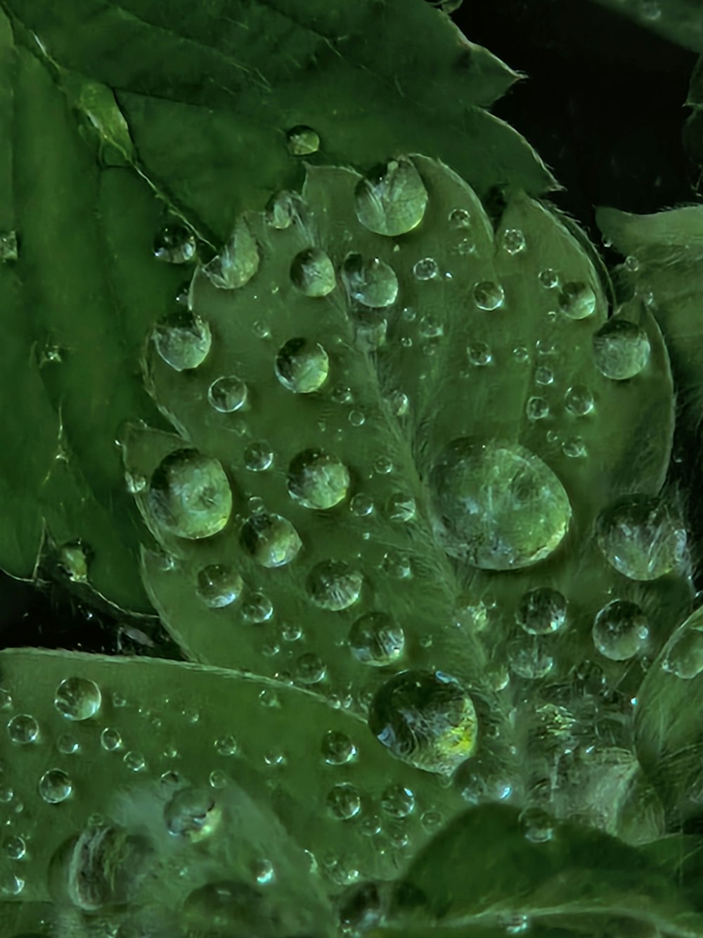 a close up of water droplets on a green leaf