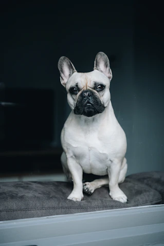 a small white dog sitting on top of a cushion