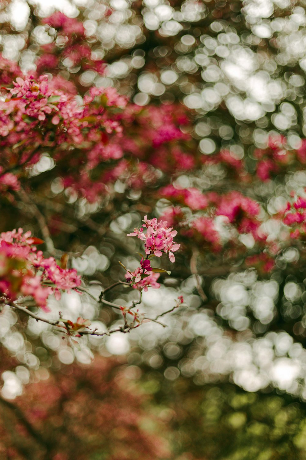 a bunch of pink flowers that are on a tree