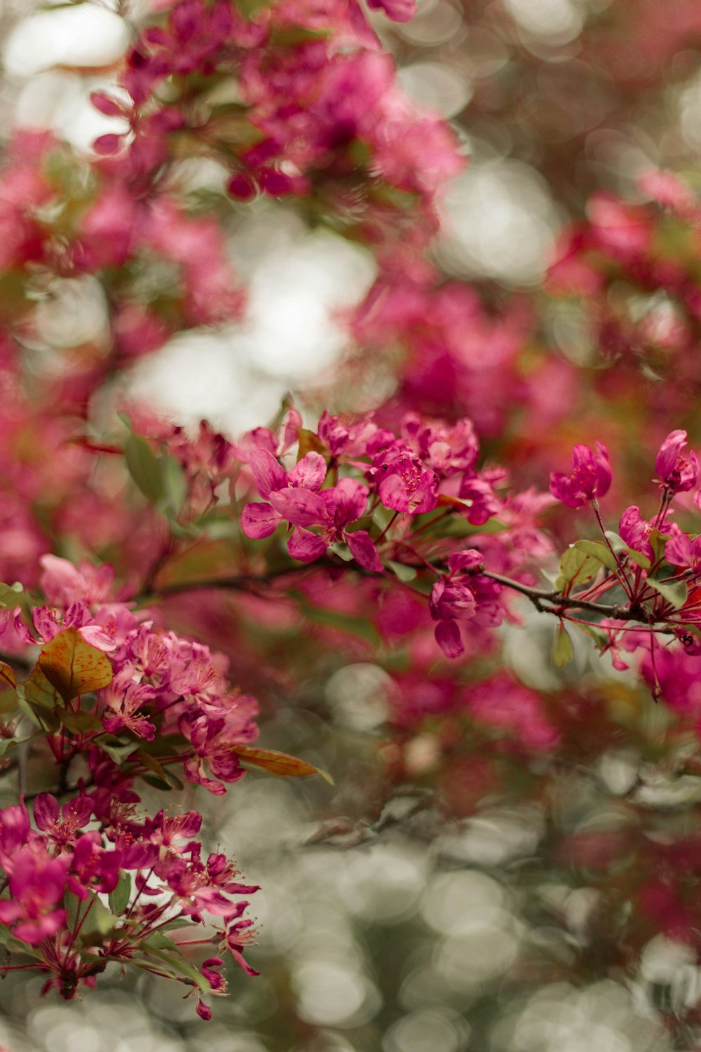 pink flowers are blooming on a tree branch