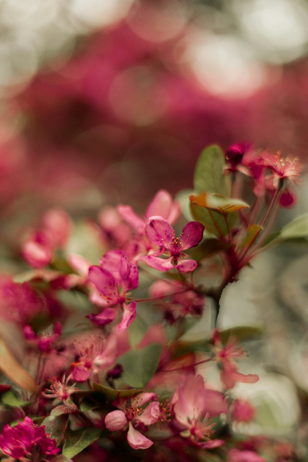 a close up of a bunch of pink flowers