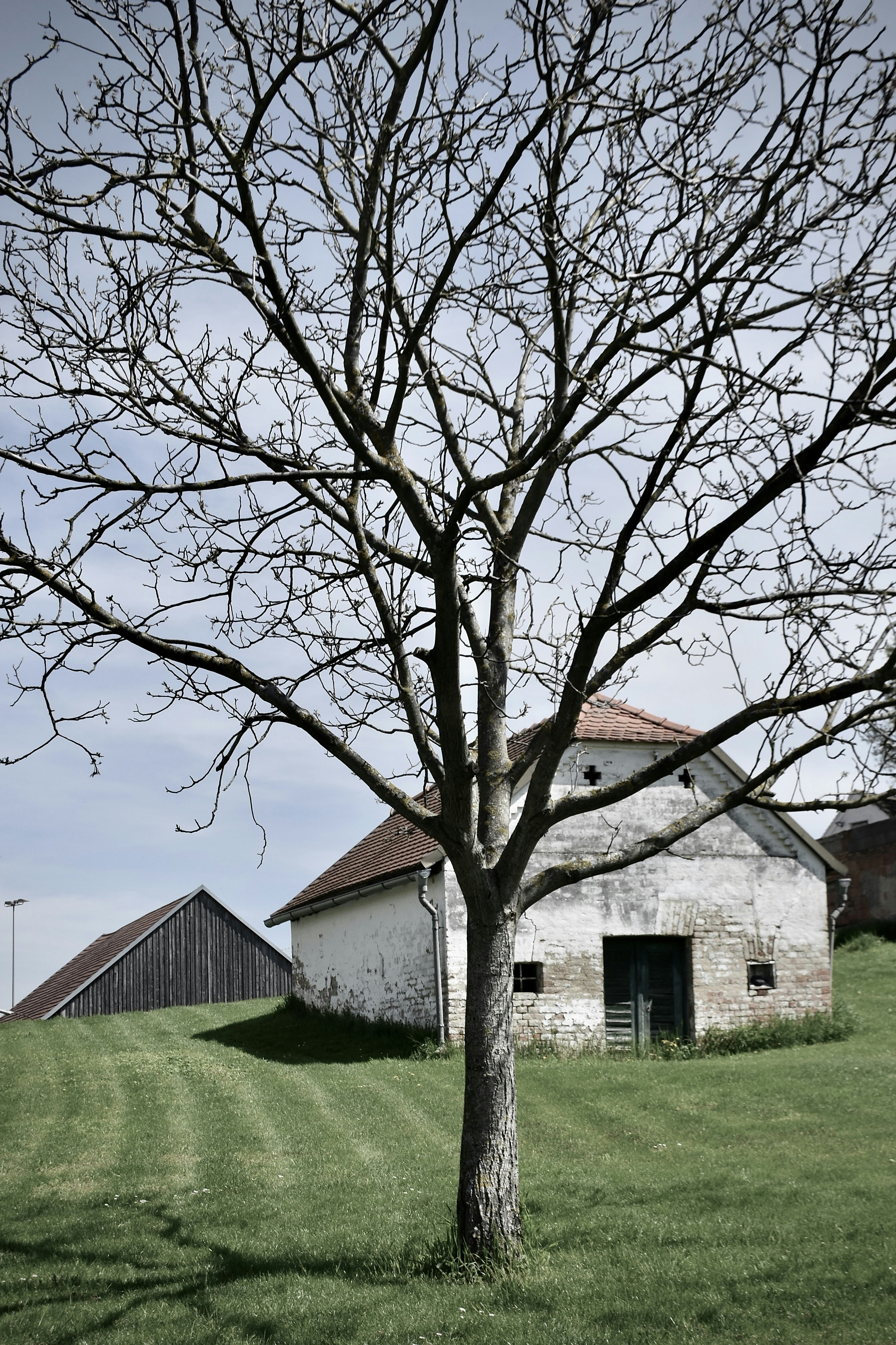 納屋の隣の畑の木
