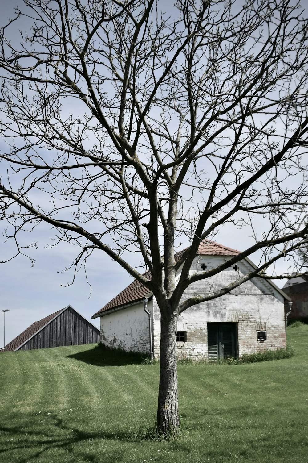 a tree in a field next to a barn