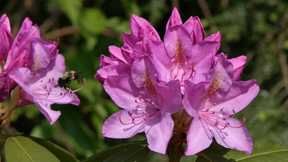 a close up of a pink flower with a bee on it