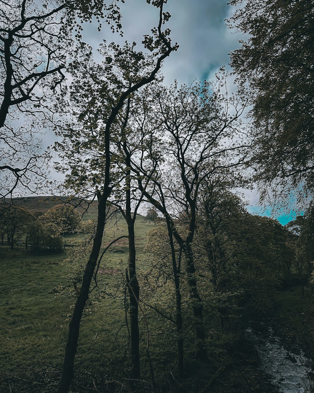 a grassy field with trees and a stream running through it