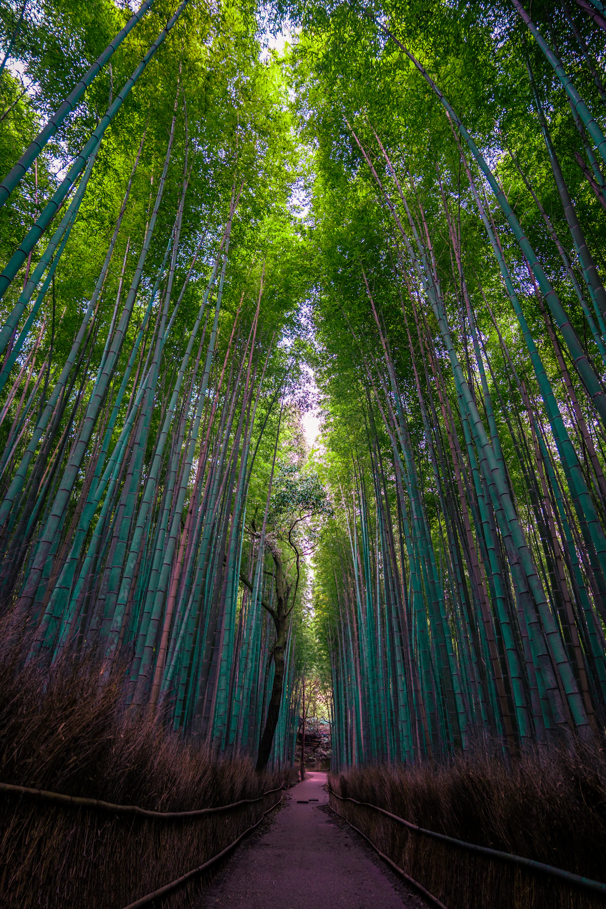 A path through a grove of tall bamboo trees in Arashiyama, the stalks rising straight overhead with filtered morning light