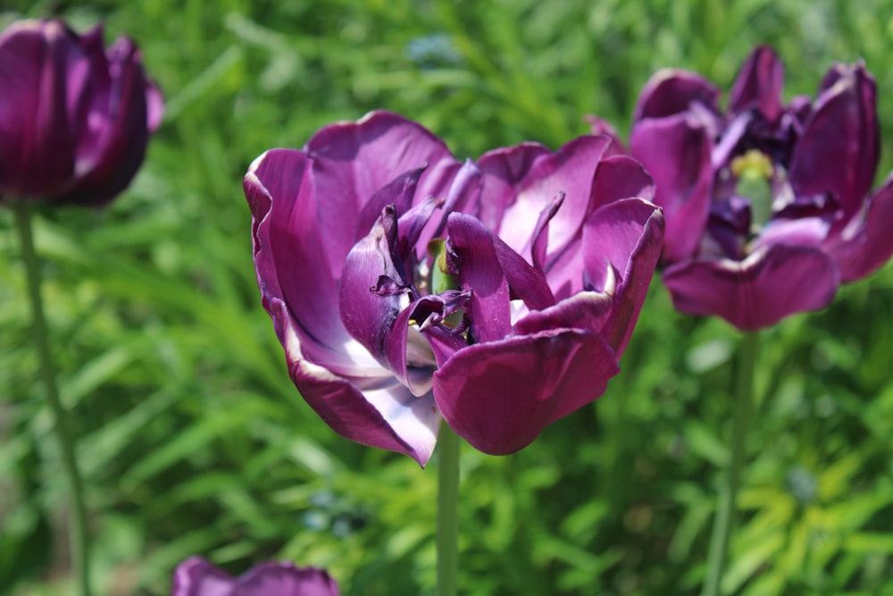 a group of purple flowers in a field