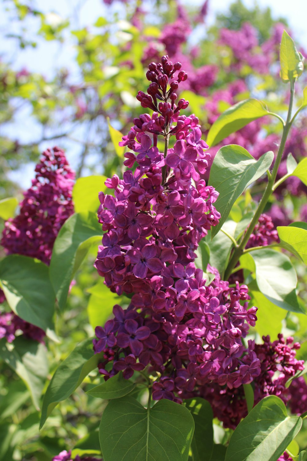 a bunch of purple flowers growing on a tree