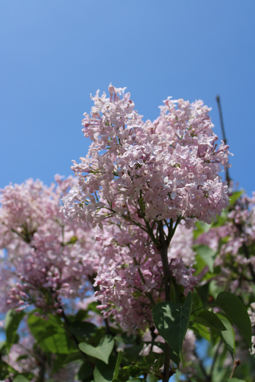 a bush of lilacs against a blue sky