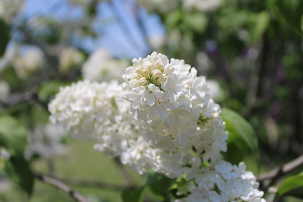 a cluster of white flowers growing on a tree