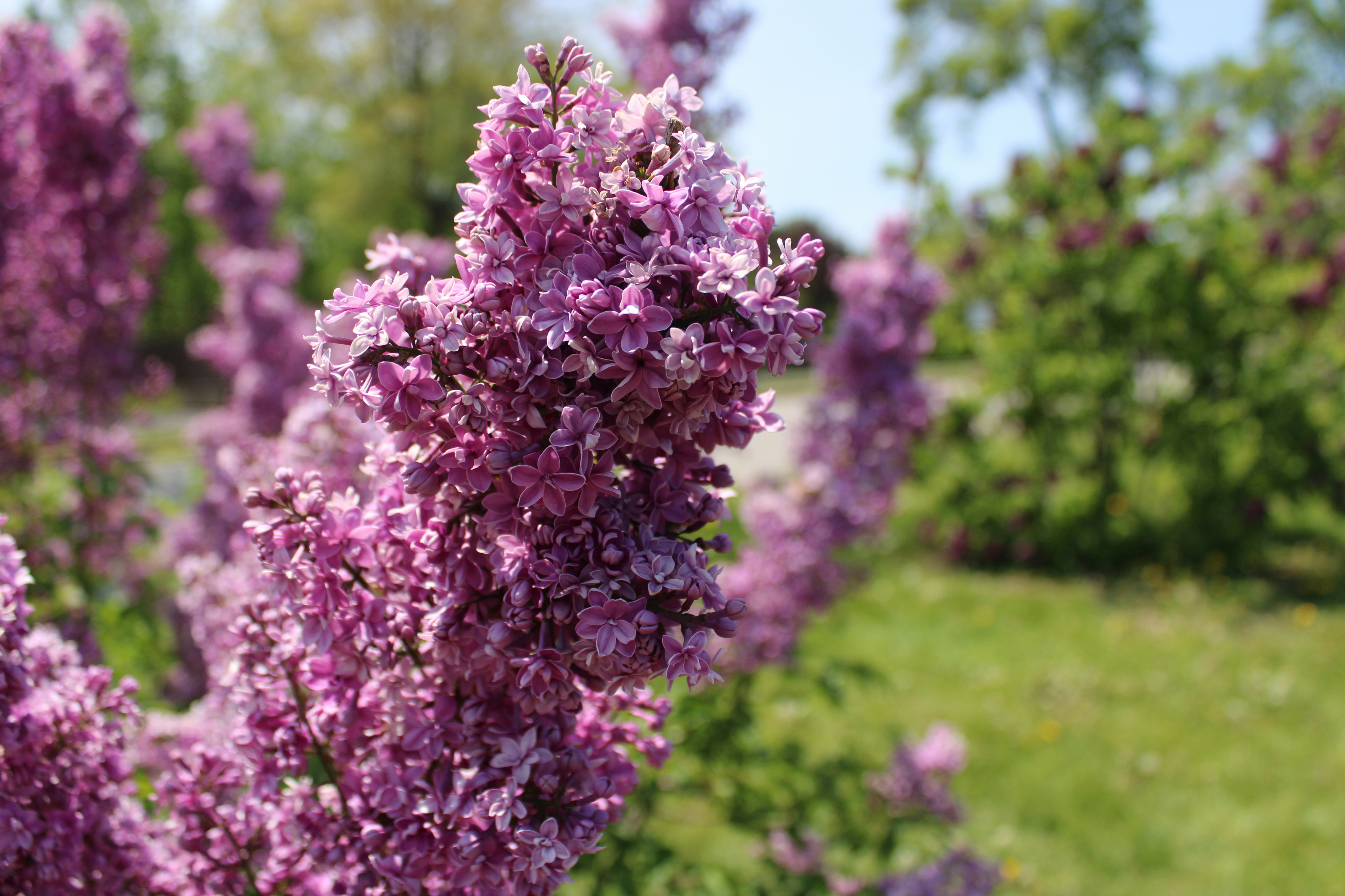 Photo by marinabeala