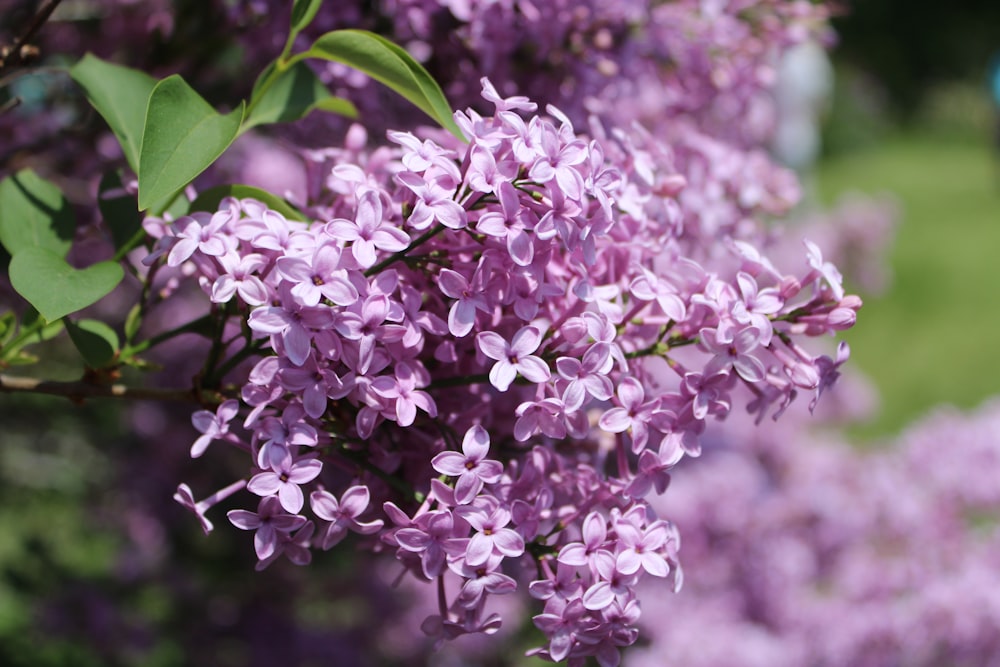 a bunch of purple flowers that are on a tree