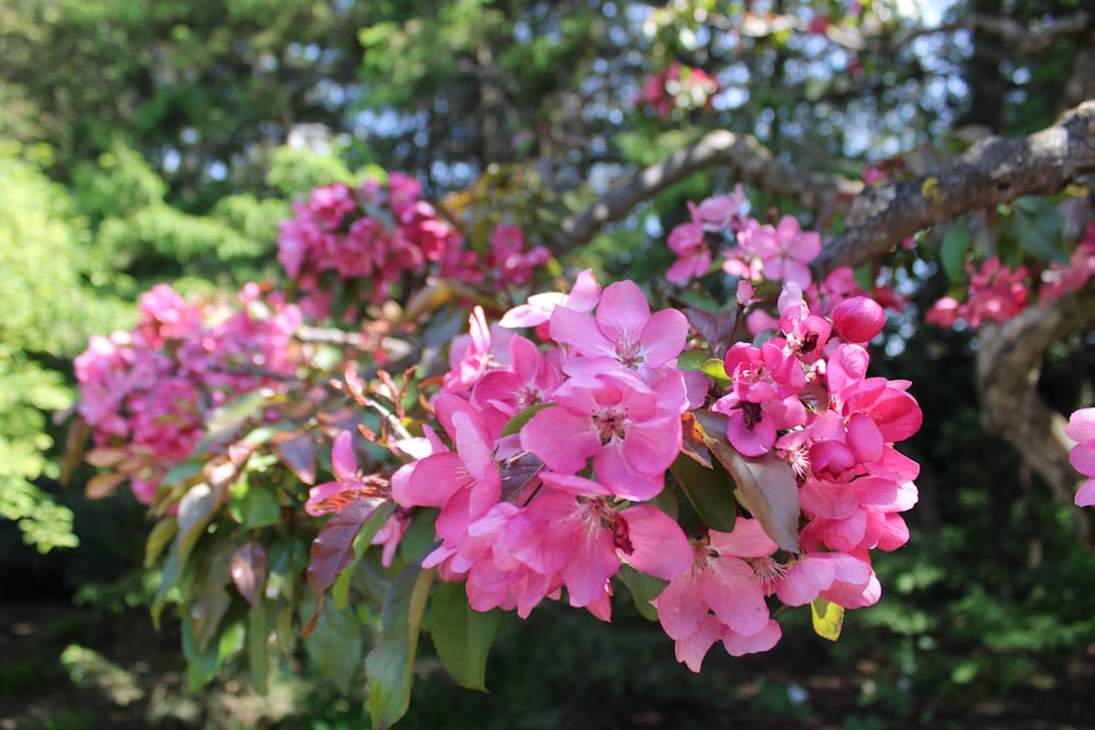 나무에 있는 분홍색 꽃 무리