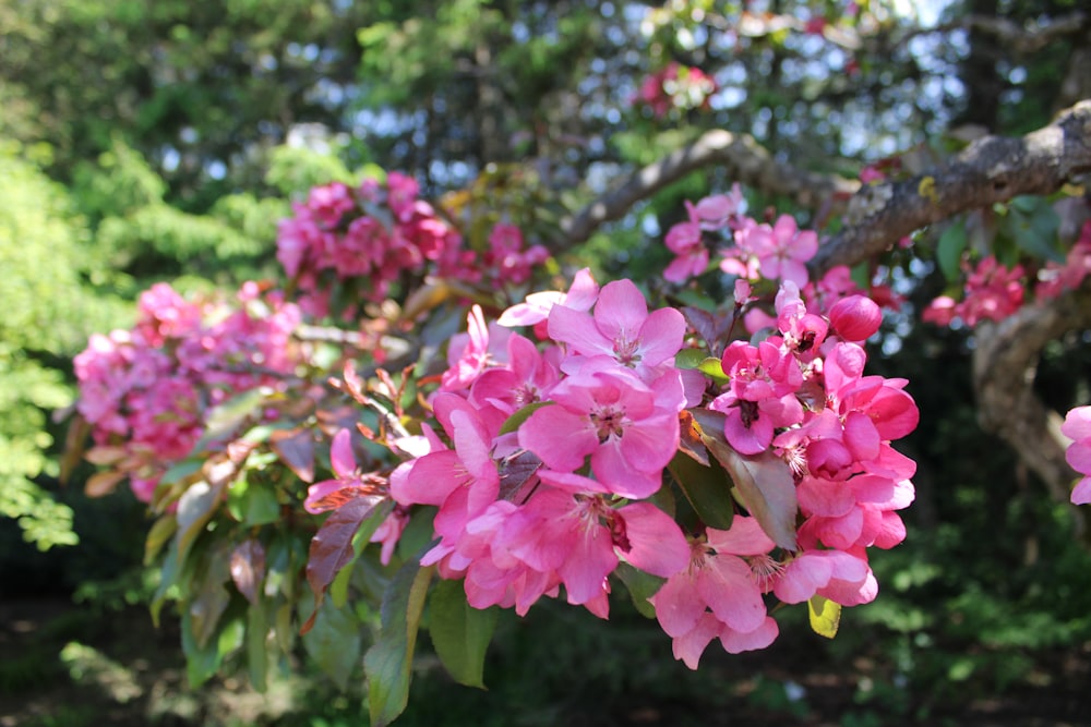 a bunch of pink flowers that are on a tree