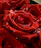 Close-up of bright red roses with delicate water droplets on petals.