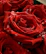 Close-up of bright red roses with delicate water droplets on petals.