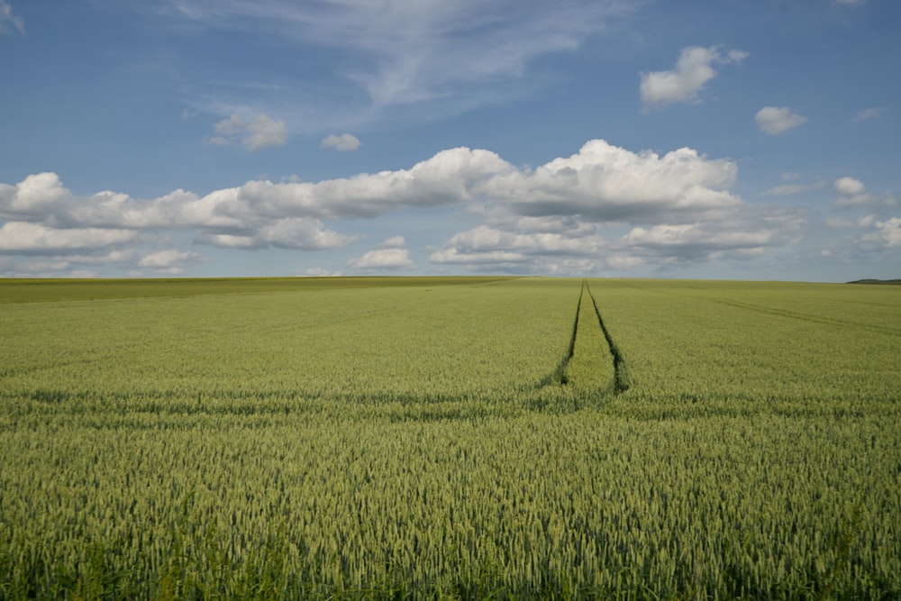 a large field of green grass under a cloudy blue sky