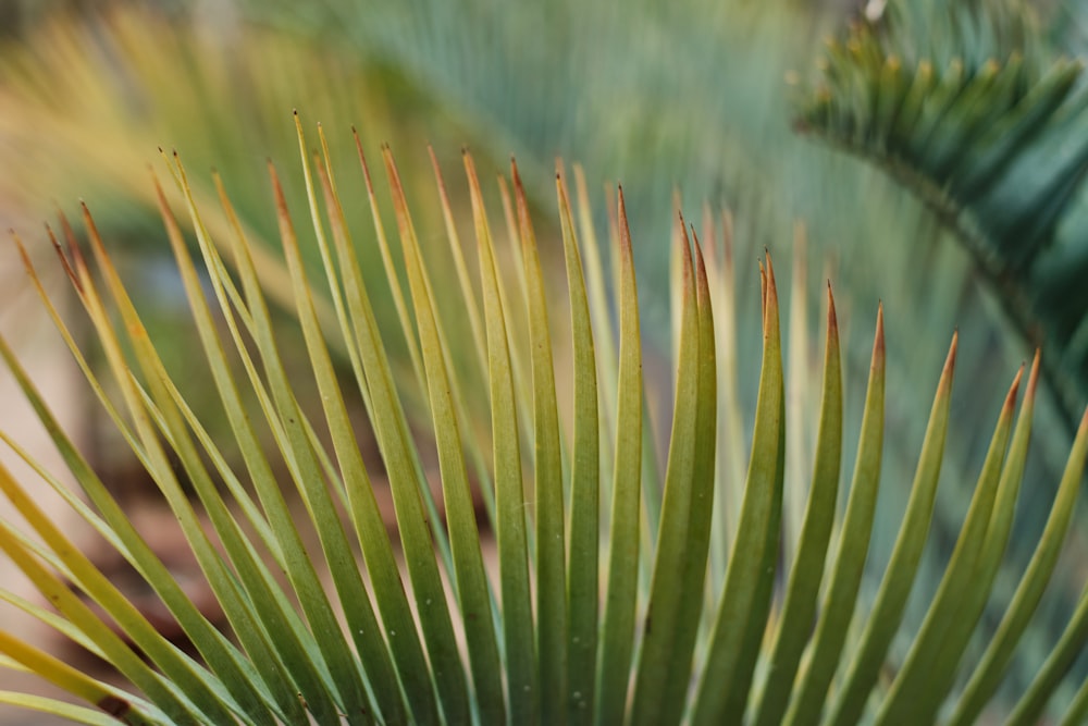 a close up of a palm tree with a blurry background