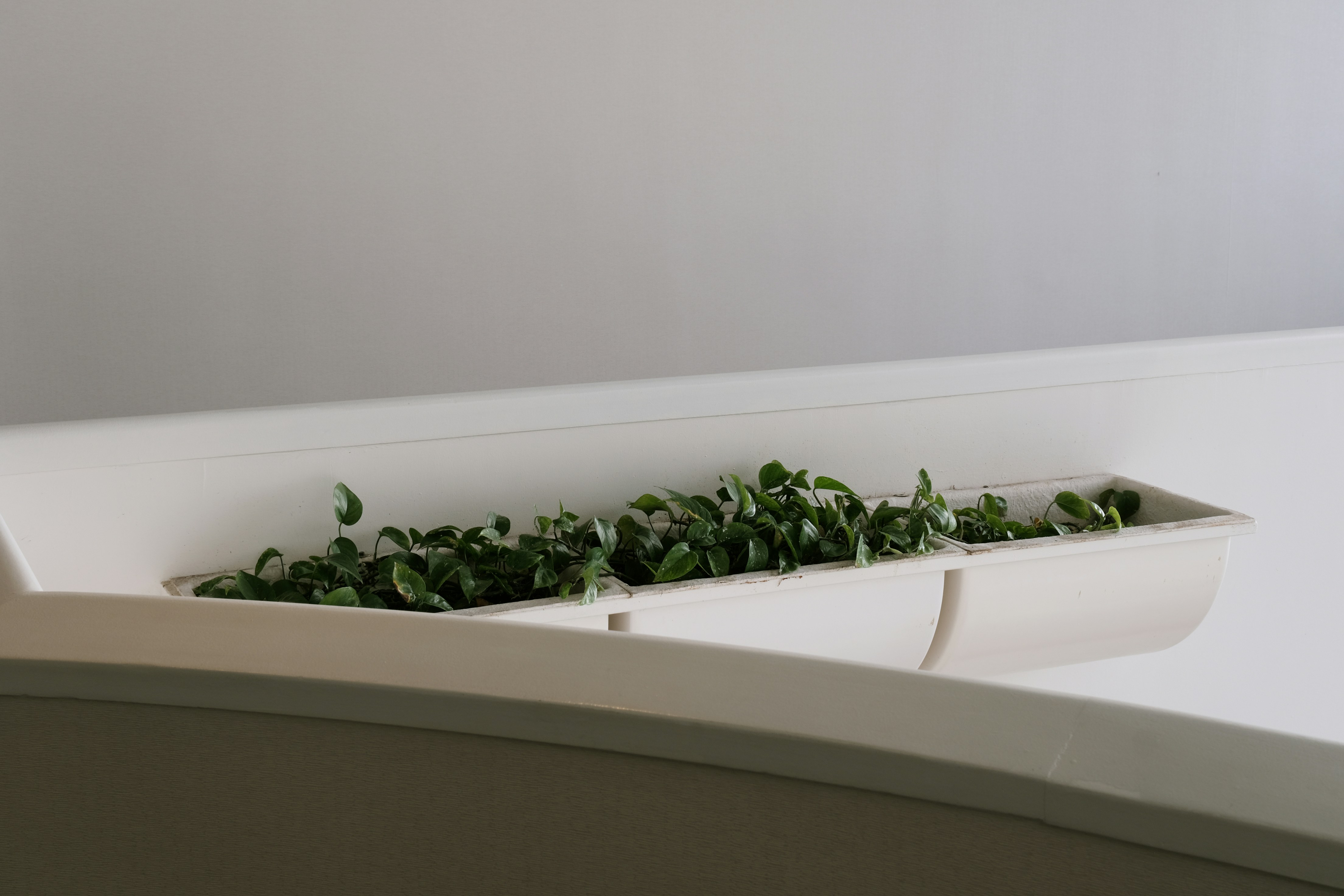 a close up of a plant in a white container