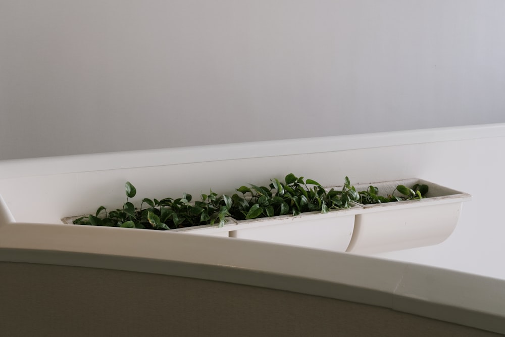 a close up of a plant in a white container