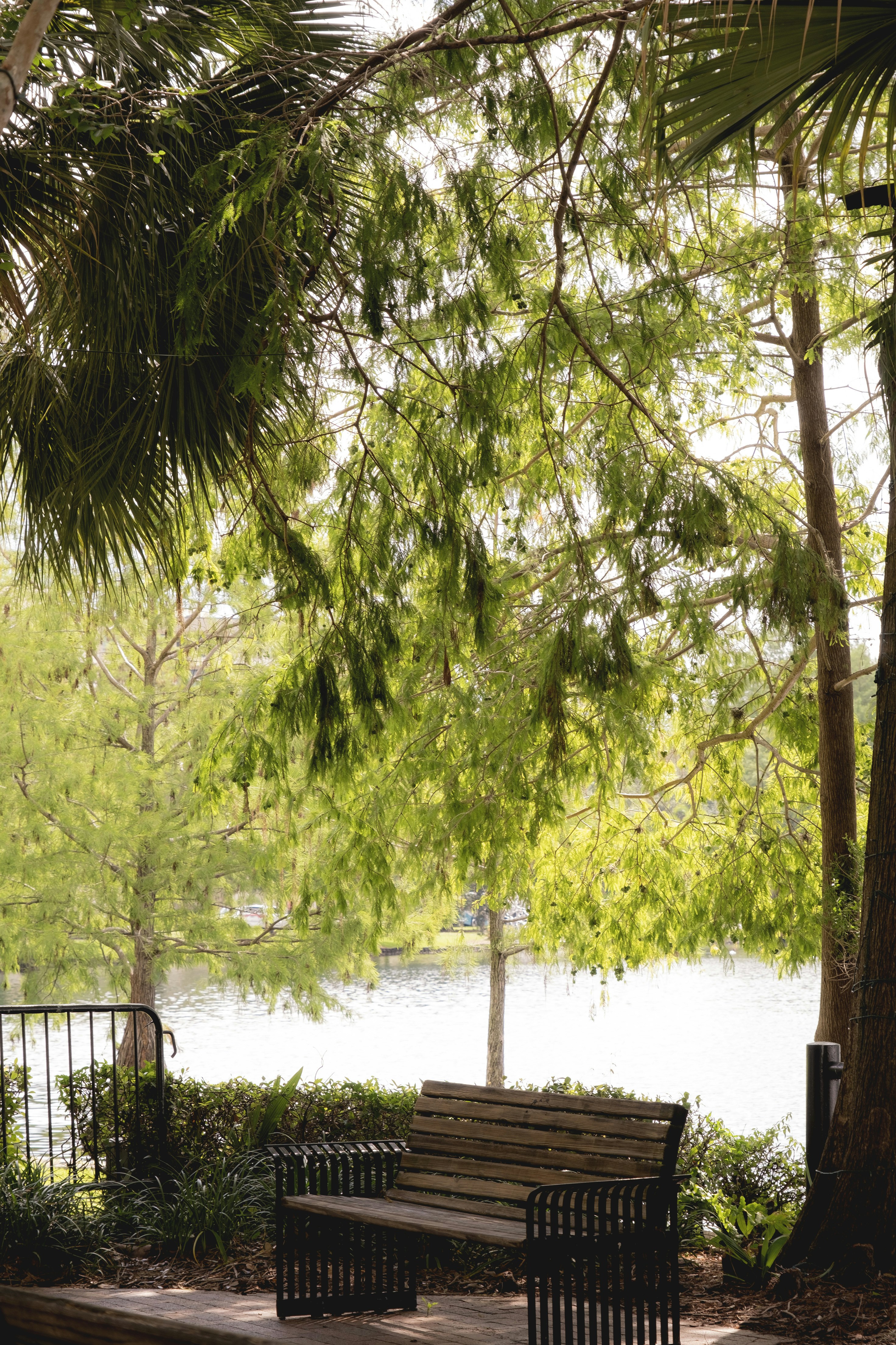 A park bench sitting under a tree next to a lake photo – Free Usa Image ...