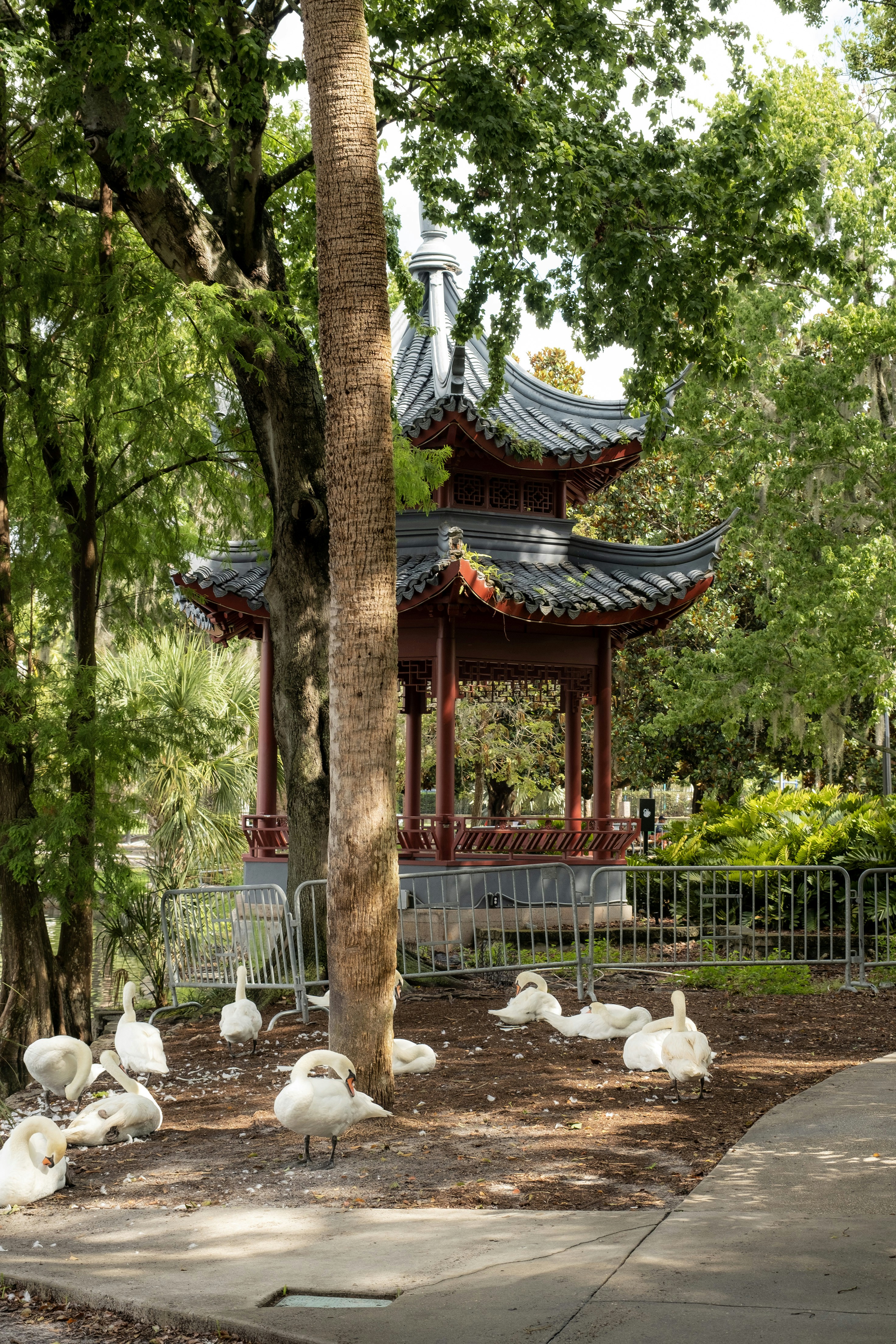 a group of white birds standing around a tree