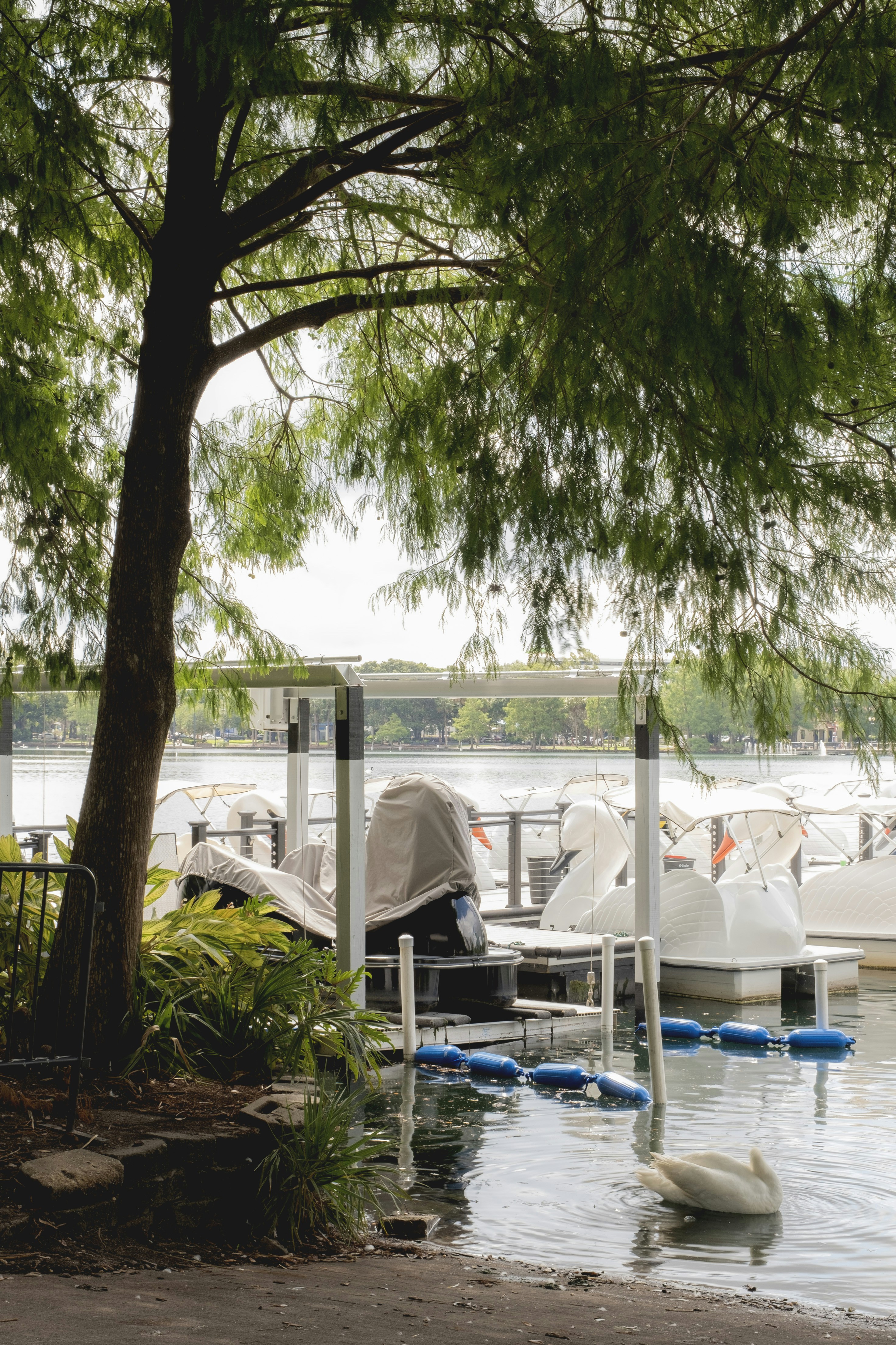 a couple of swans are swimming in a lake