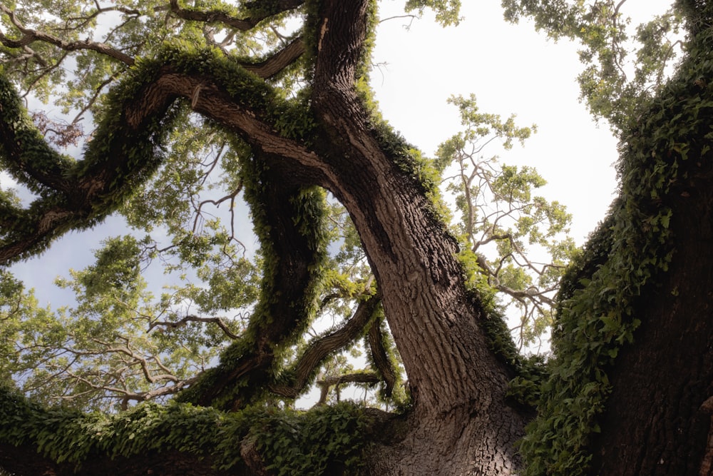 a large tree with vines growing on it