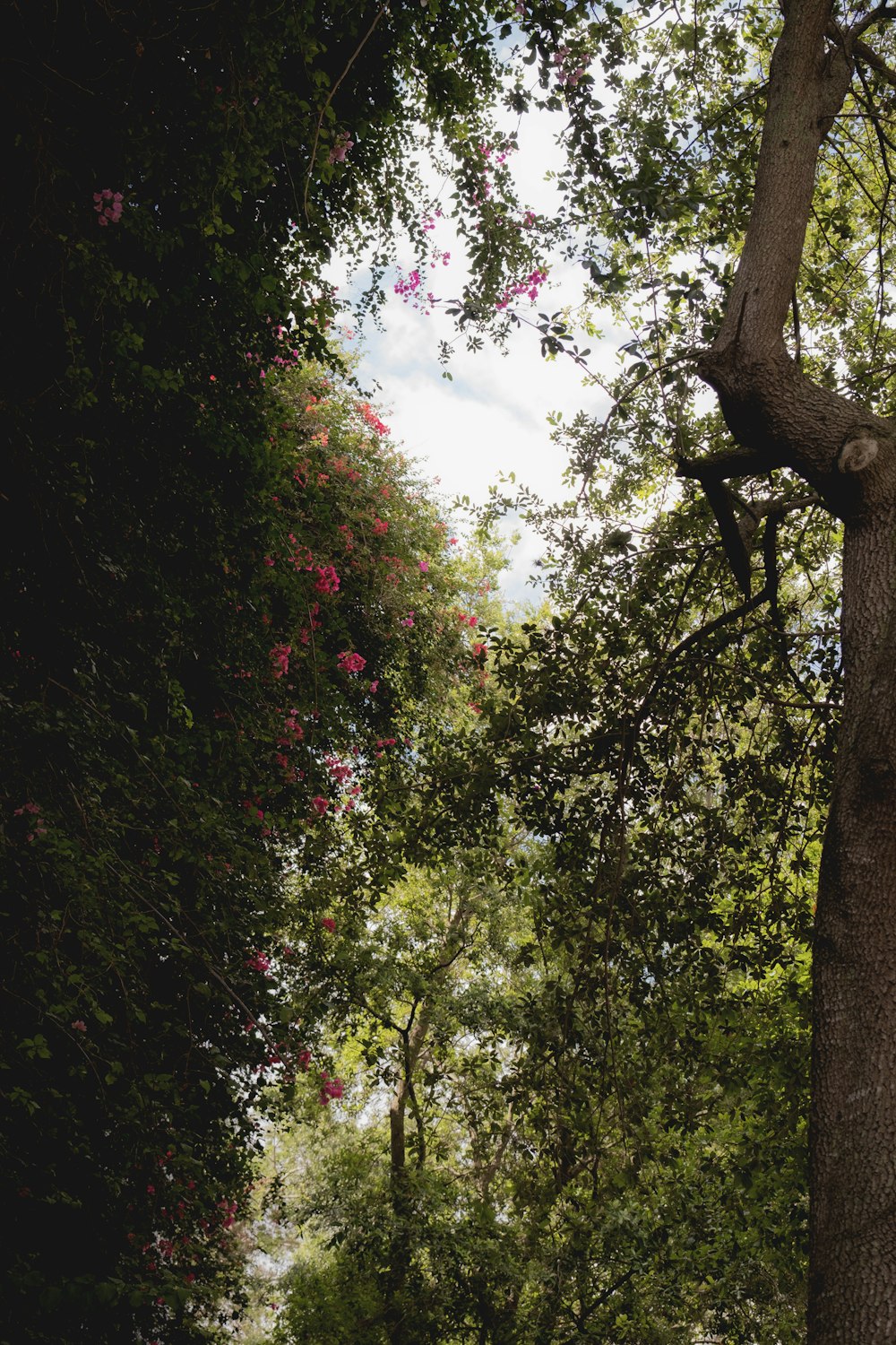 a bench sitting in the middle of a forest