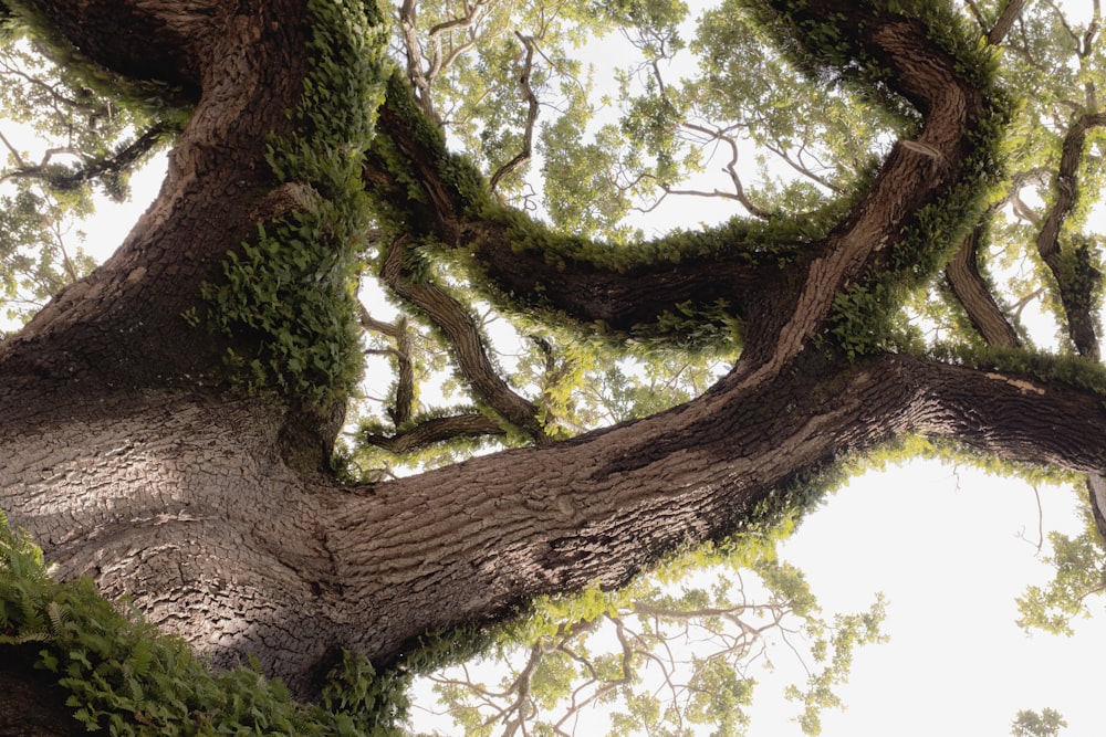 a large tree with lots of green leaves