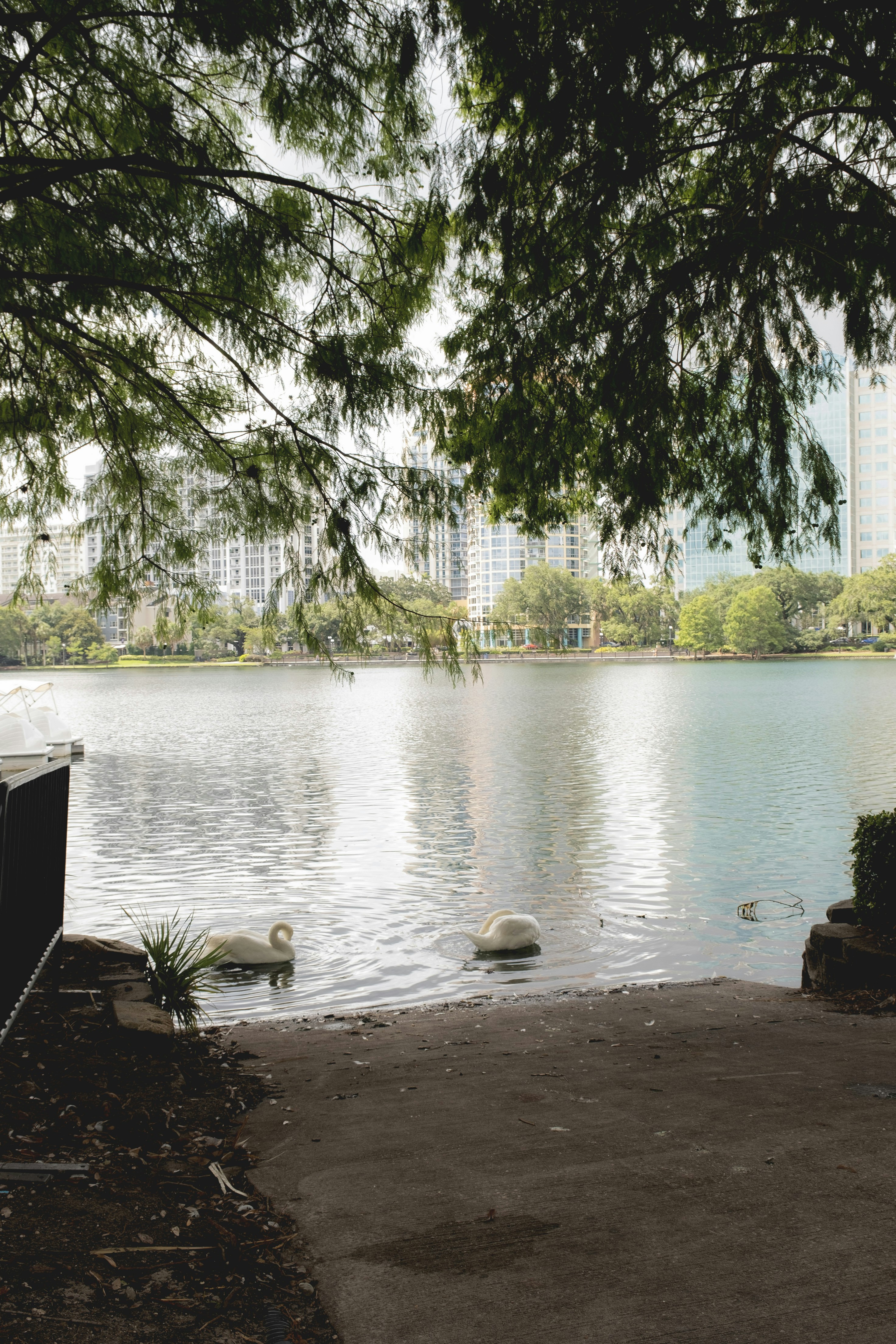 a couple of swans floating on top of a lake