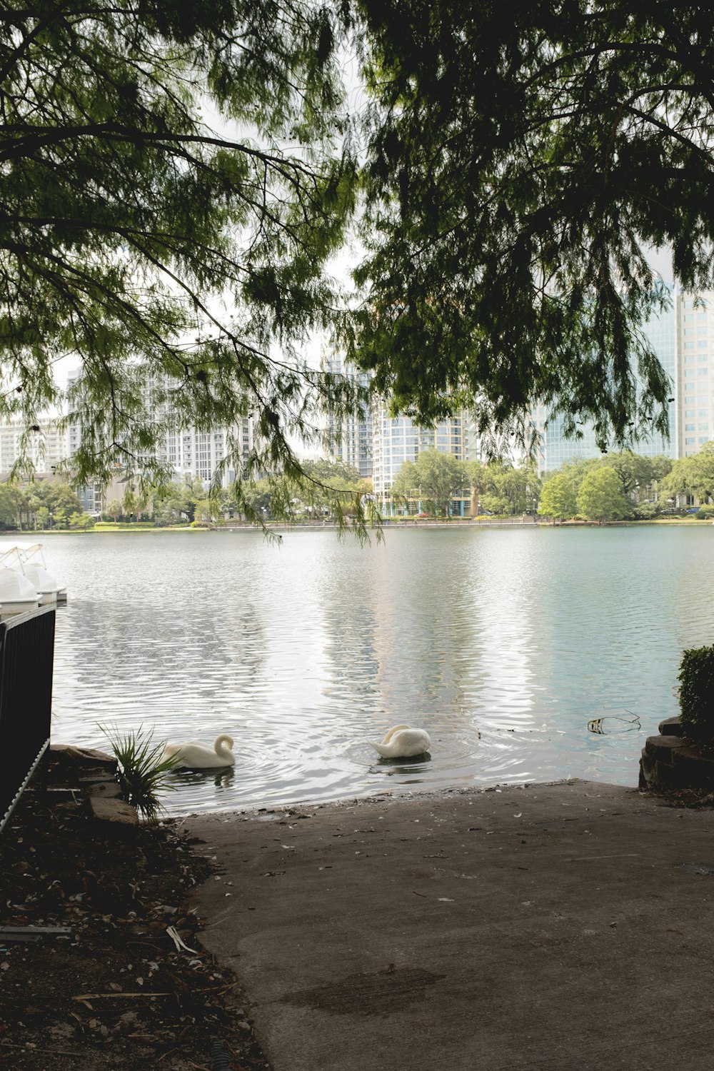 a couple of swans floating on top of a lake