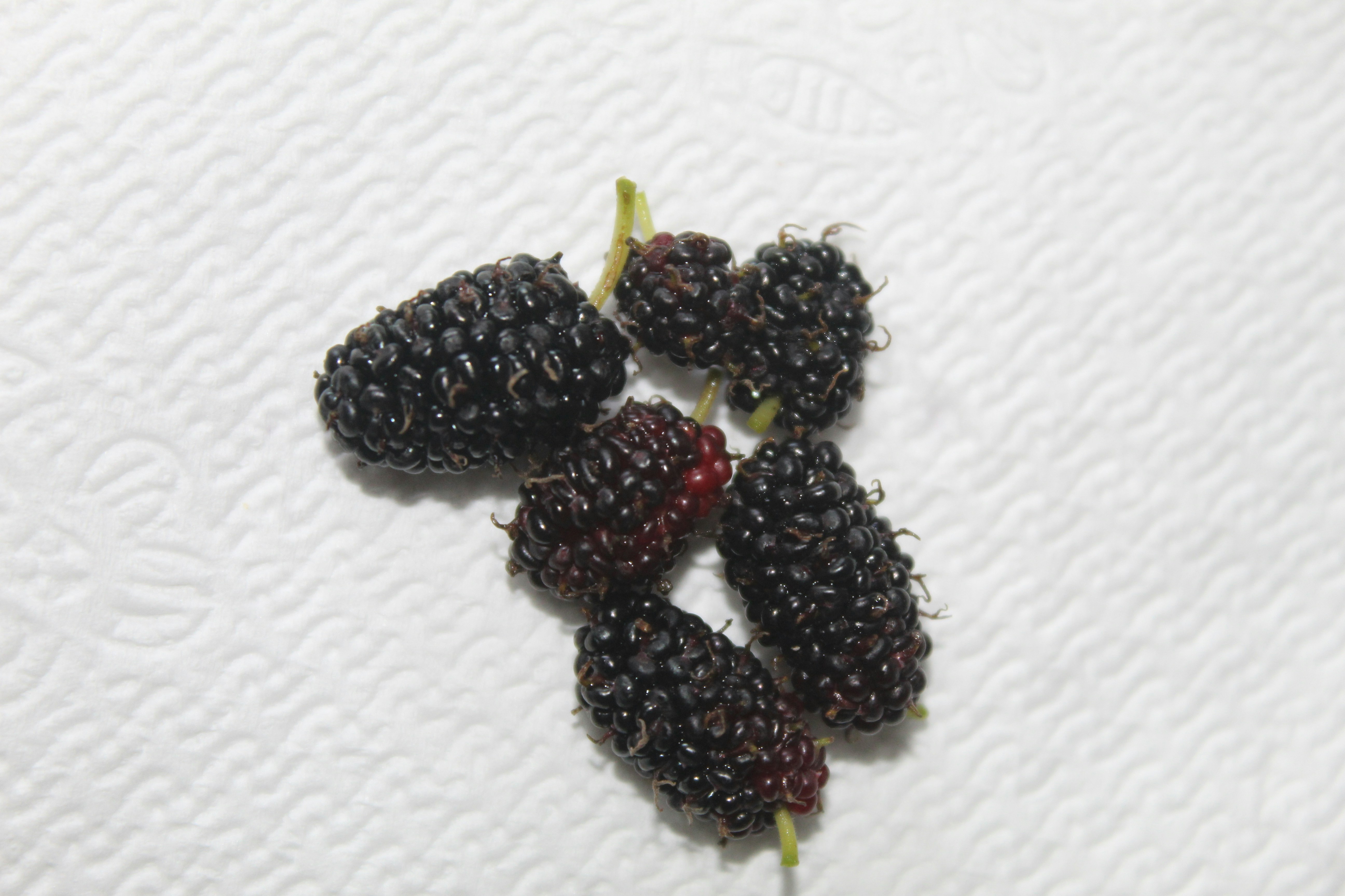 Organik Karadut Özü