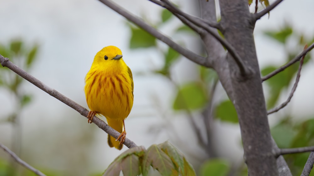 a yellow bird sitting on a tree branch