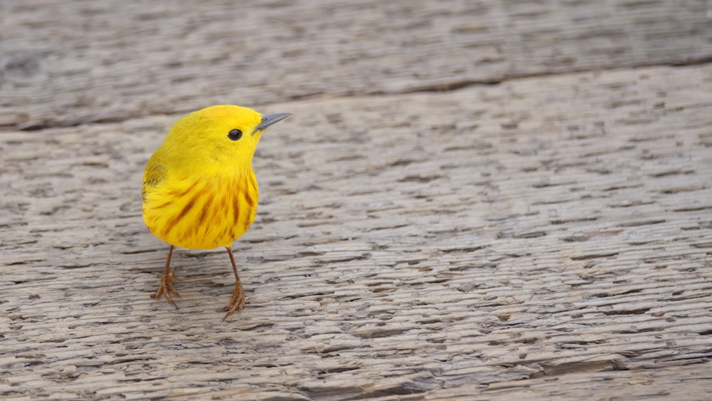 a yellow bird standing on top of a wooden floor