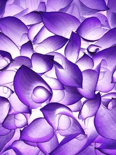 a bunch of purple flowers that are next to each other