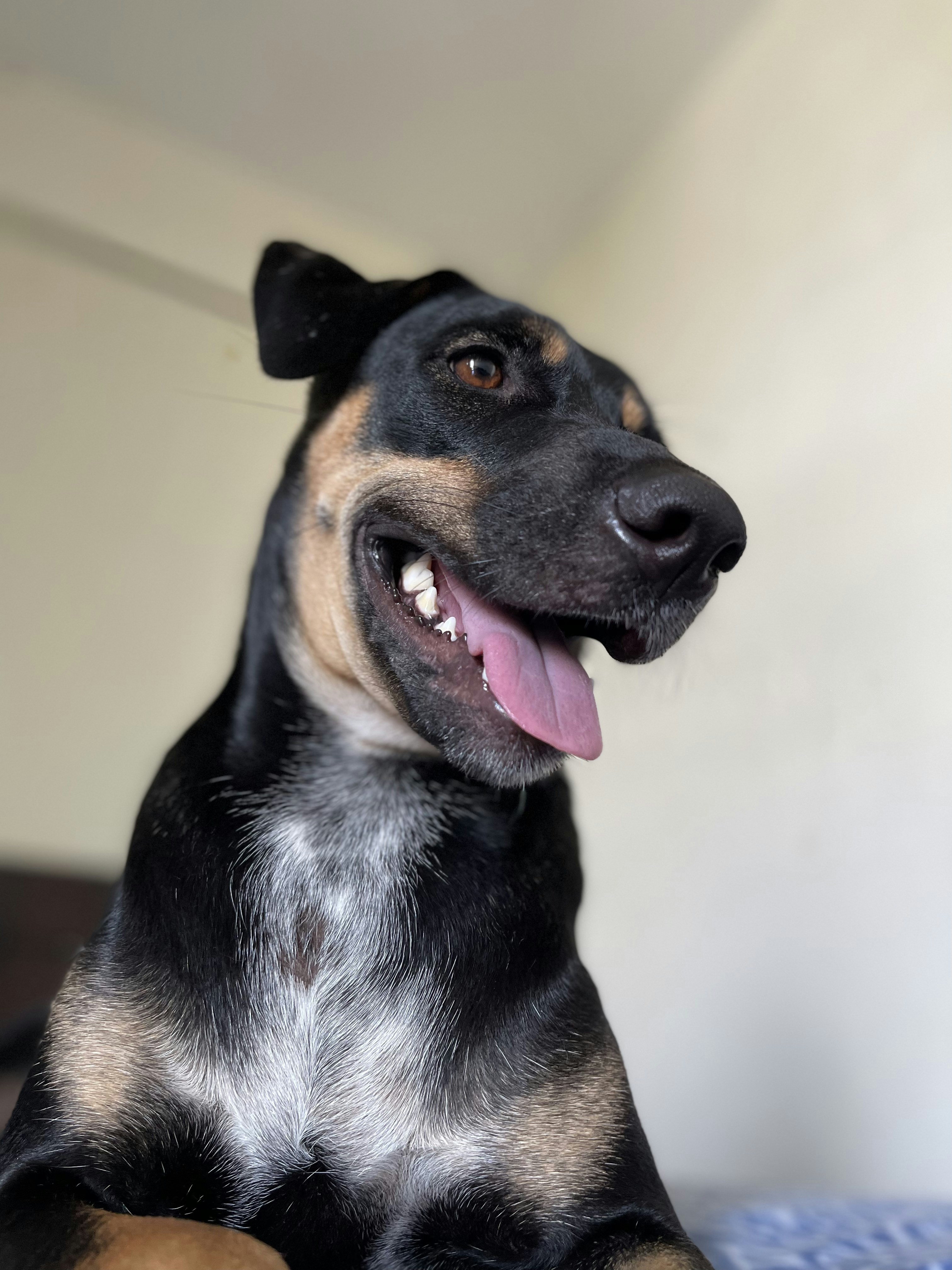 Problemas con ladridos de tu perro: Causas y soluciones