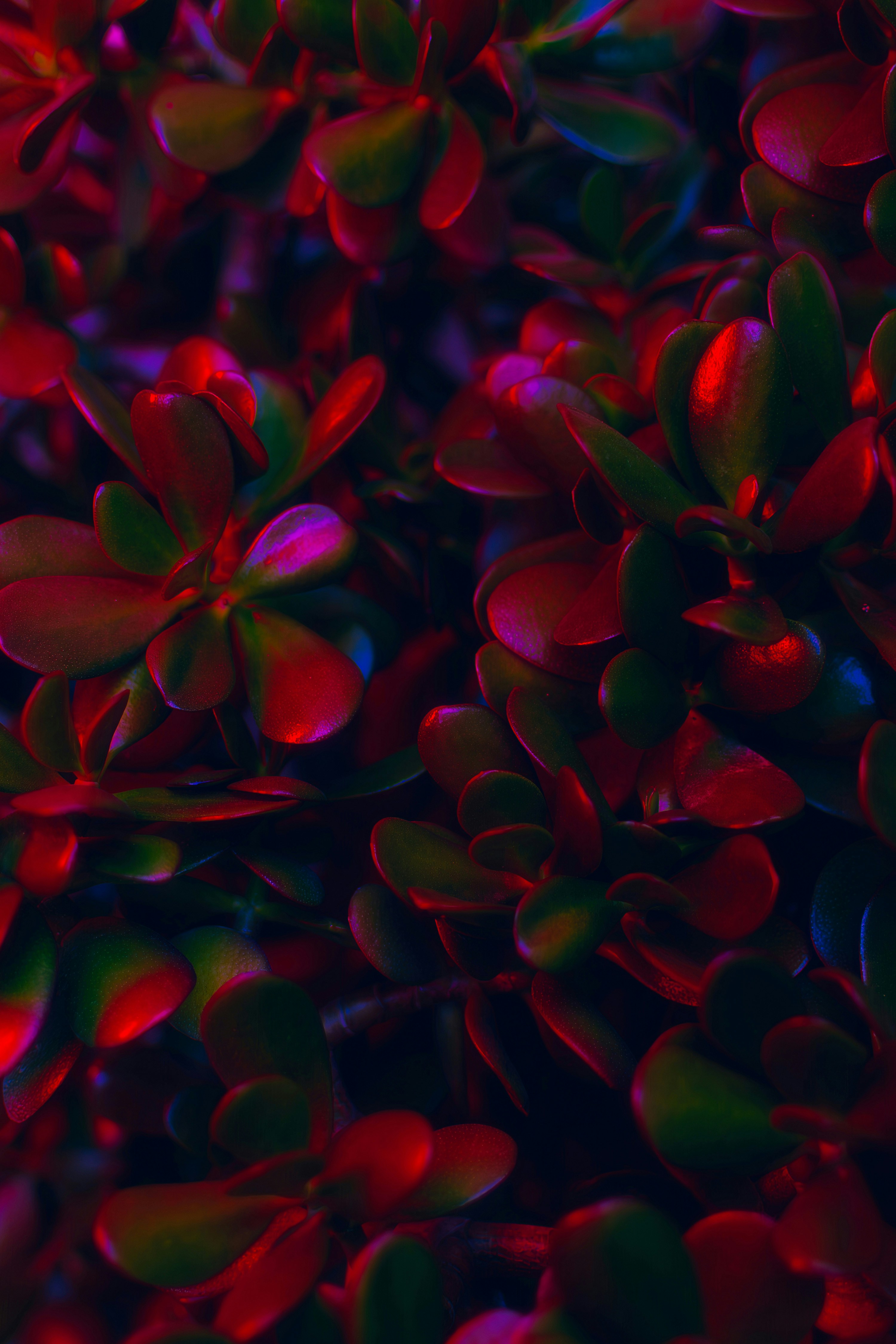 a close up of a bunch of red flowers