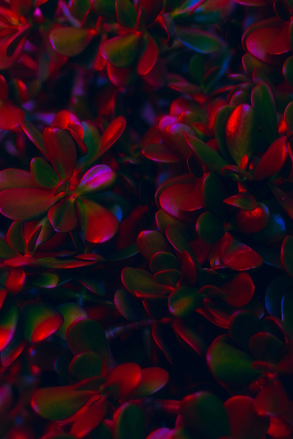a close up of a bunch of red flowers