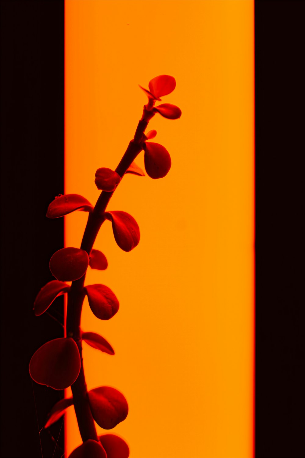 a plant in front of a yellow wall