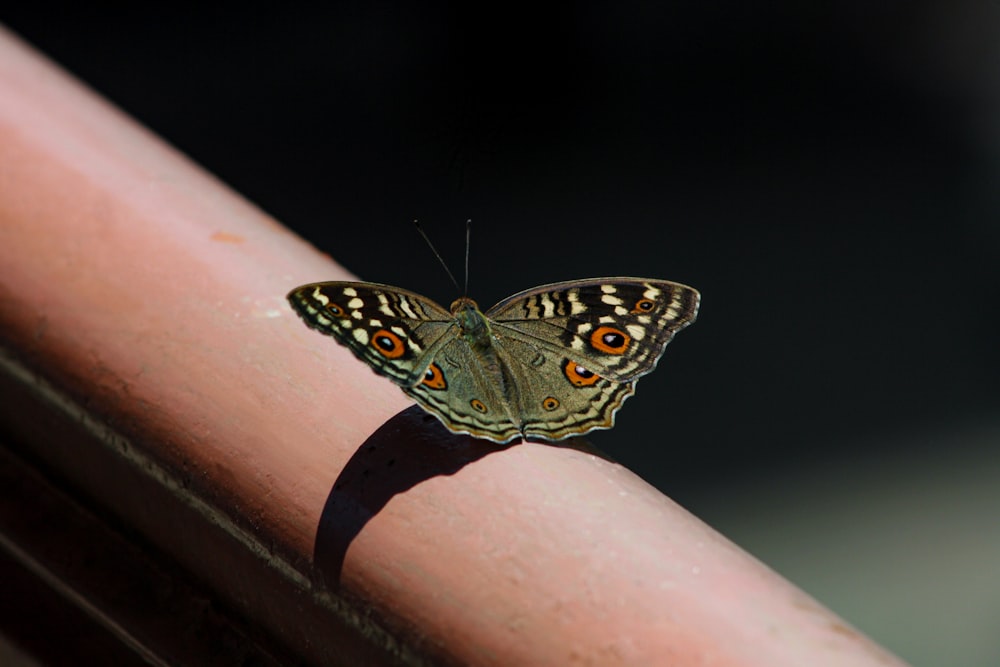 a brown and black butterfly sitting on top of a red pipe