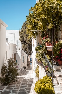 A narrow cobblestone street winds between whitewashed buildings, adorned with lush green plants and vibrant flowers. Sunlight casts bright highlights and deep shadows, creating a warm and inviting atmosphere. The rustic setting is enhanced by a few potted plants cascading from balconies, and a clear blue sky overhead.
