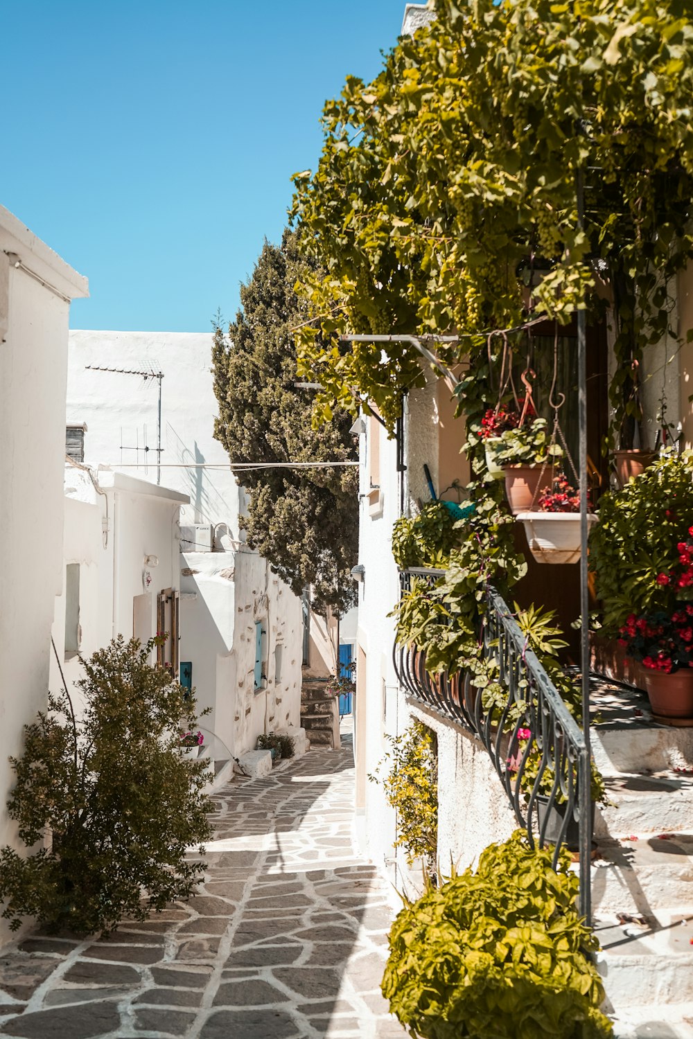 a cobblestone street lined with potted plants